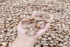 Nuez de Betel Tipo Partido from Indonesia